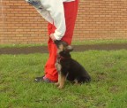 little baby 8 weeks at training..